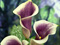 تصاویر زیبا از گلهای خوشگل شیپوری