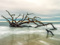 درخت خشکیده در ساحل دریا