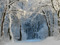 منظره زیبا جنگل پوشیده از برف