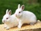 عکس دو خرگوش سفید