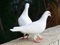 عکس دو کبوتر سفید