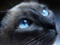 گربه سیاه و چشم آبی