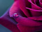عکس گل رز زیبا و قطره شبنم