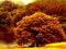منظره درخت با برگ های زرد پاییزی