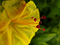 گل لاله عباسی زرد
