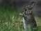 عکس بچه خرگوش خاکستری