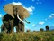 والپیپر فیل های افریقایی