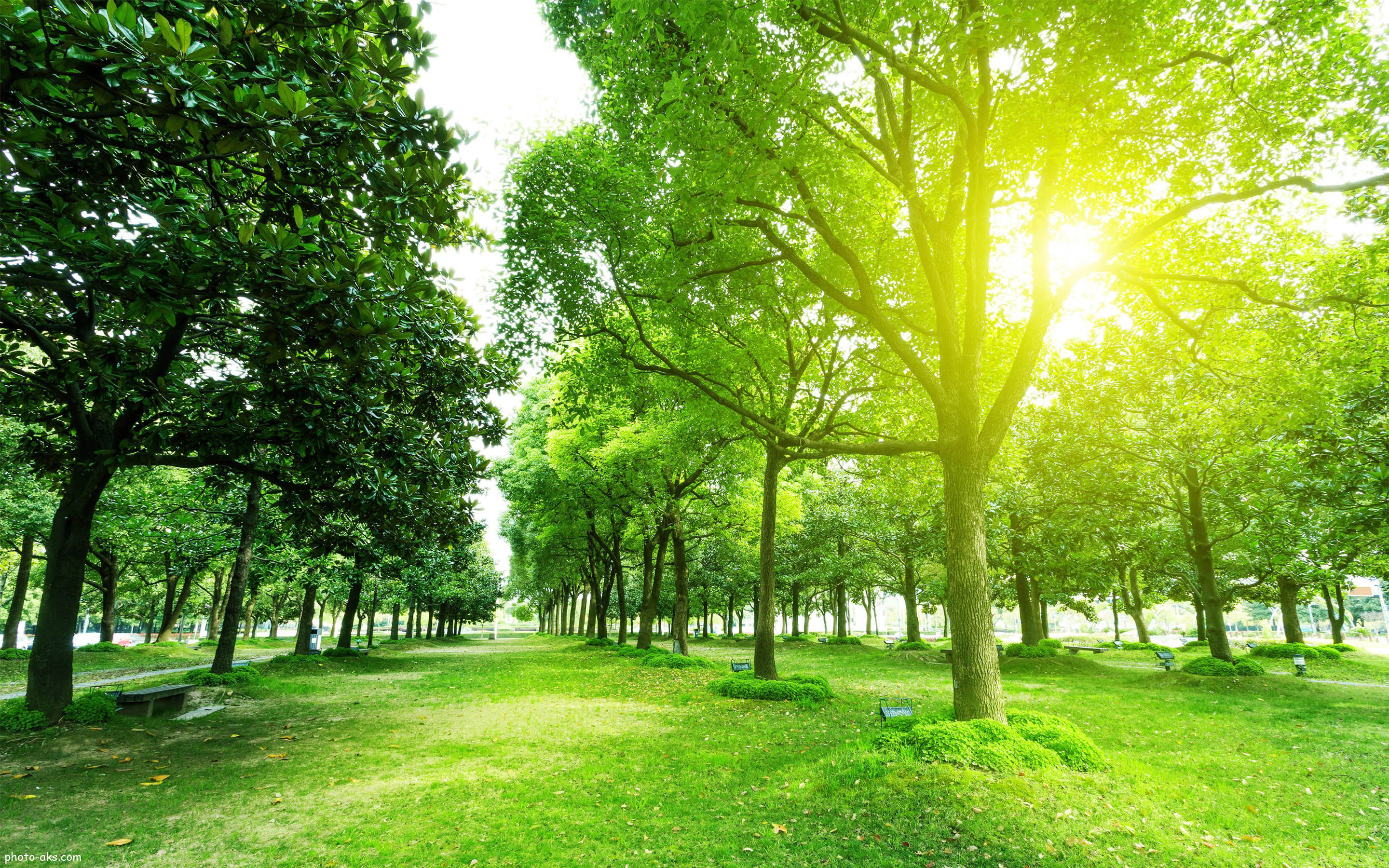 Летом было все зеленым. Деревья в парке. Летний парк. Зеленый парк. Летняя аллея в парке.