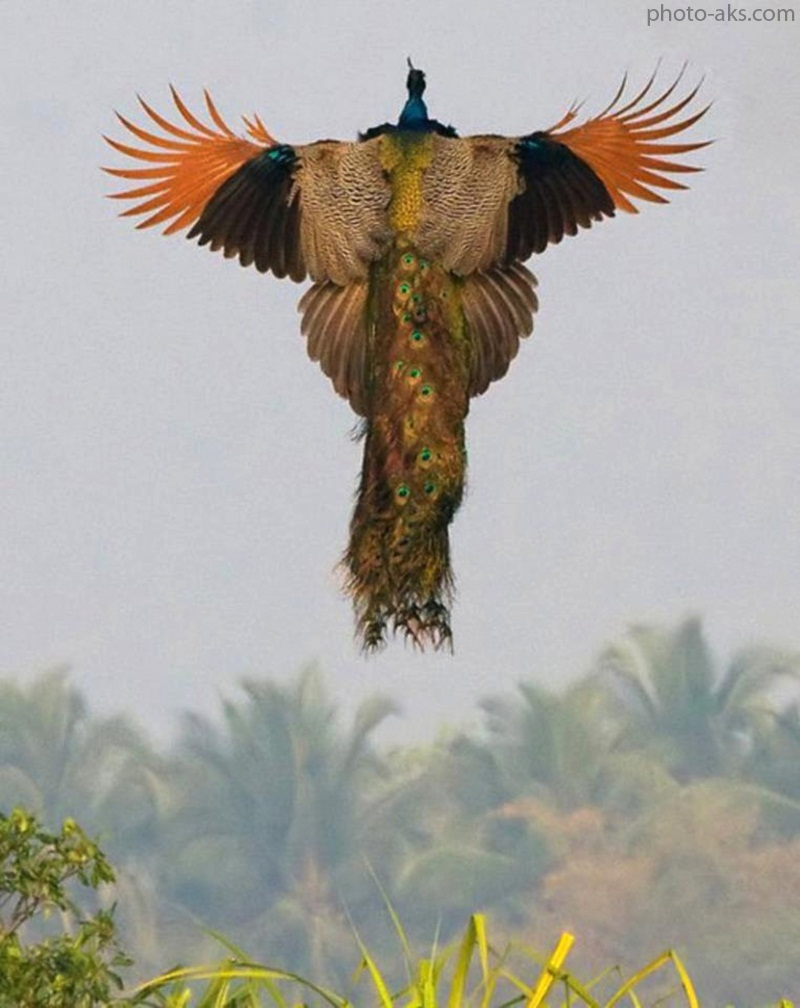 Птица вспорхнула с ветки. Павлин Шри Ланки. Павлин летает. Птица в полете. Птица с расправленными крыльями.