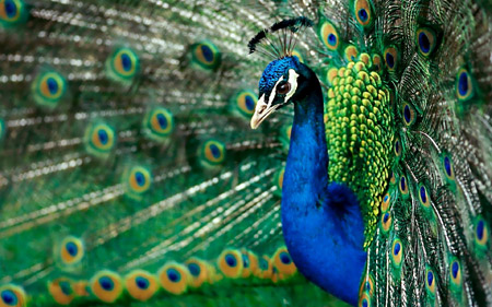 پرنده طاووس آبی زیبا 4k peacock wallpaper