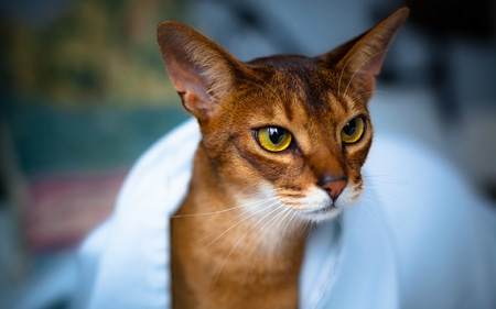 عکس گربه نژاد حبشی abyssinian cat