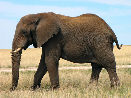 عکس فیل آفریقای بزرگ african elephant wallpaper