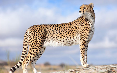 عکس جالب یوزپلنگ زیبا amazing cheetah