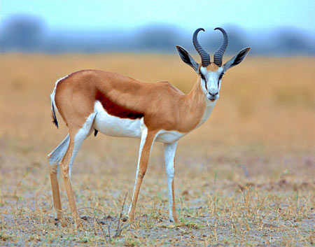 عکس غزال شاخدار زیبا antelope wallpaper