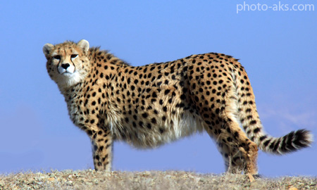 یوزپلنگ ایرانی iranian cheetah