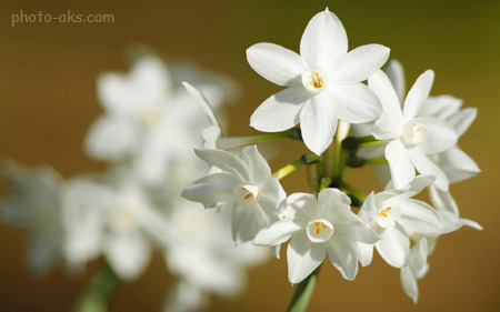 عکس گل نرگس سفید زیبا narcissus flowers