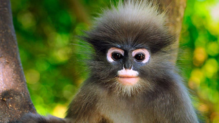میمون عینکی داسکی baby dusky monkey