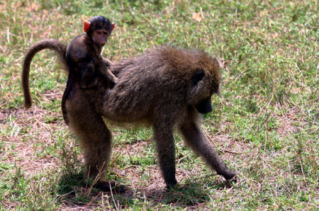 عکس بچه میمون بابون baby baboon