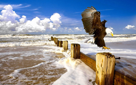 عقاب سر سفید در ساحل دریا white head eagle