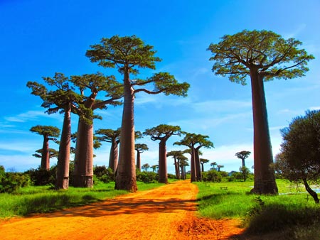 عکس زیبا درختان بائوباب baobabs tree wallpaper