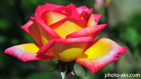 گل رز دو رنگ بسیار زیبا beautiful rose flower