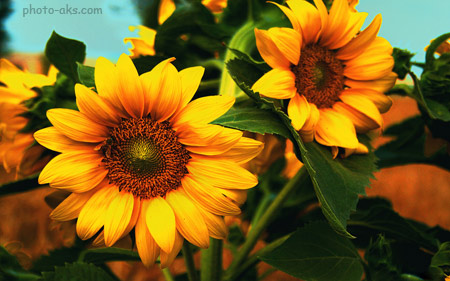 زیباترین گلهای آفتابگردان beautiful sunflower