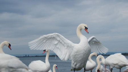 تصاویر زیبا پرنده قو در رودخانه beauty swans 4k