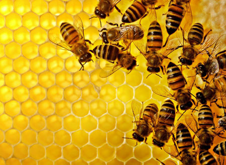عکس زنبورهای عسل روی شانه honey bee wallpaper