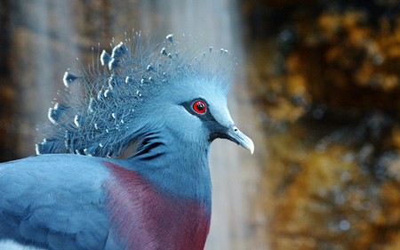 عکس کبوتر تاجدار ویکتوریا victoria crowned pigeon