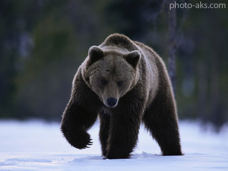 خرس سیاه black bear