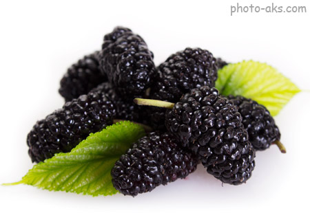 میوه شاه توت blackberry