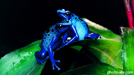 قورباغه آبی سمی blue frog