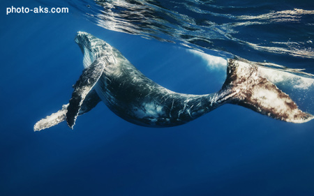 شگفت انگیزترین عکس وال ها wanderfull whale pictures