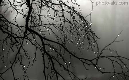 باران روی شاخه درخت branch rain drops