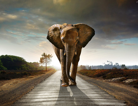 عکس فیل در جاده elephant road wallpaper