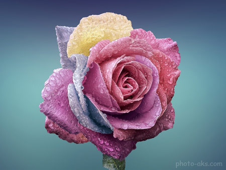 عکس شاخه گل رز رنگارنگ colorful rose flower