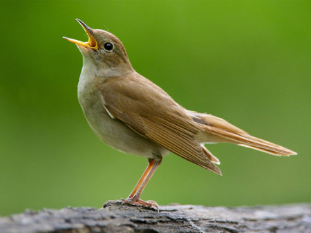 عکس بلبل هزاردستان common nightingale sing