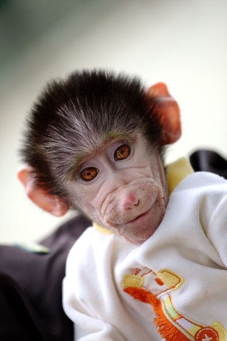بچه میمون بامزه با لباس cute baby monkey