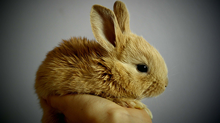 عکس خرگوش حنایی بامزه خوشگل cute rabbit image
