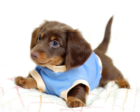 عکس توله سگ پاکوتاه بامزه dachshund puppy wearing sweater