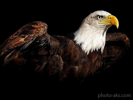عکس عقاب سر سفید eagle wallpaper