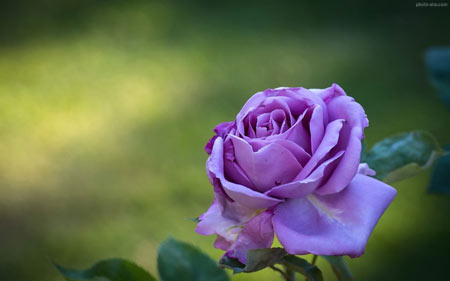 عکس شاخه گل رز بنفش flower rose bud petals