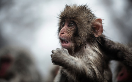 عکس تعجب بچه میمون باحال funny hd monkey wallpapers