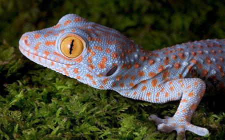 عکس مارمولک خانگی خوشگل gecko cute