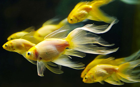 عکس ماهی های قرمز زیبا goldenfish wallpapers