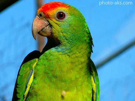 طوطی سبز آمازون amazon parrot