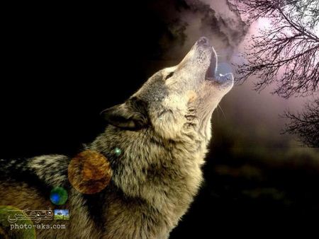 پوستر زوزه گرگ در جنگل howling wolf wallpaper