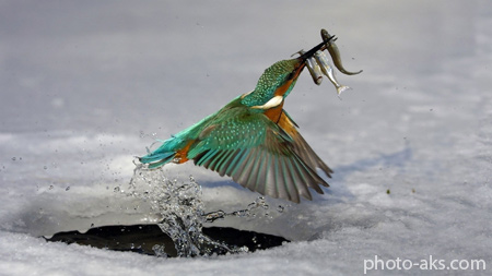 عکس پرنده ماهی خورک kingfisher bird