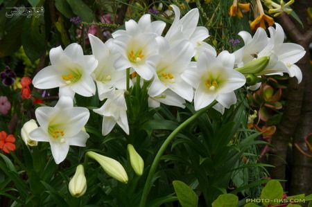 گل لیلیوم سفید Lilium white wallpaper