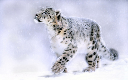 عکس گربه وحشی در برف snow leopard wallpaper